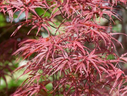 red pygmy