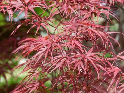 Javor dlaňovitolistý 'Red Pygmy'
