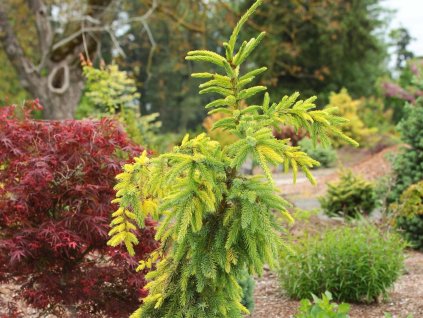 Smrek omorika 'Buttermilk Falls'