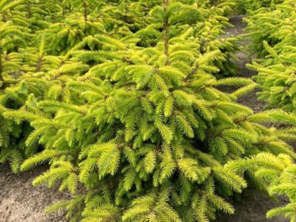 Smrek omorika 'Golden Rain'