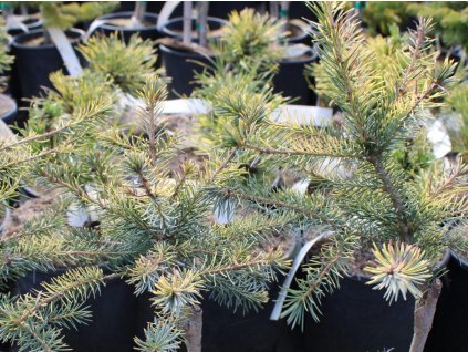 Smrek omorika 'Golden Rain'
