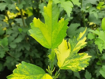 Ibištek sýrsky 'HP 2'