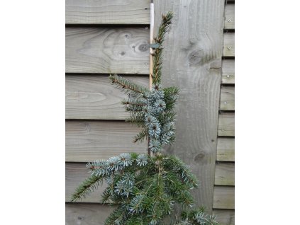 Smrek omorika 'Radloff'