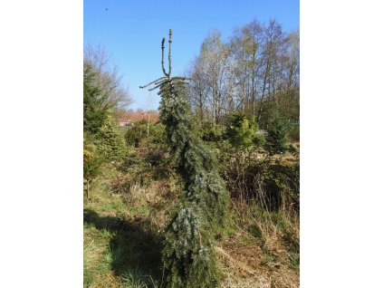 Smrek omorika 'Radloff'