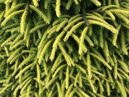 Smrek východný  'Spring Frost'