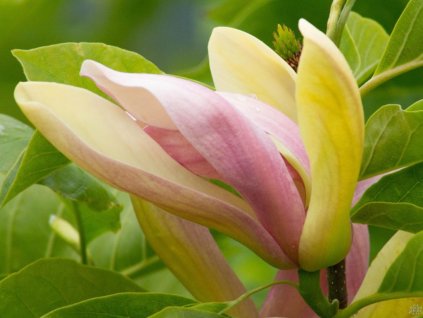 Magnólia x brooklynensis 'Woodsman'