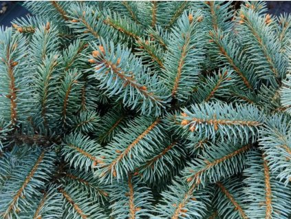 Smrek pichľavý  'Aubie's Spreader'