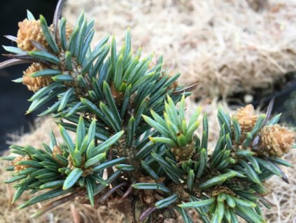 Smrek biely 'Mšeno'