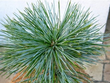 Borovica korejská 'Baishan'