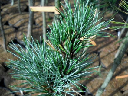 Borovica limba 'Herbstwind'