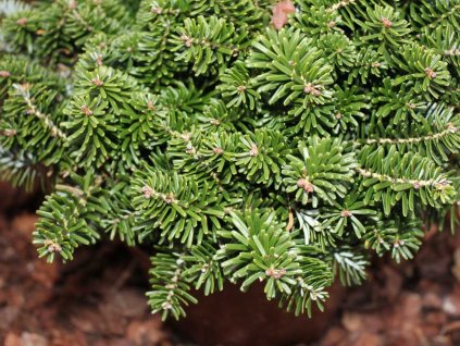 Jedľa kórejská 'Brillant'