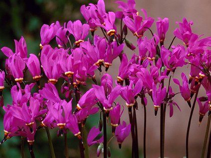 Dodecatheon red wings