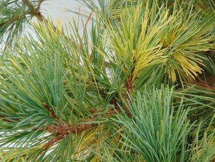 Borovica rumelská 'Aureovariegata'