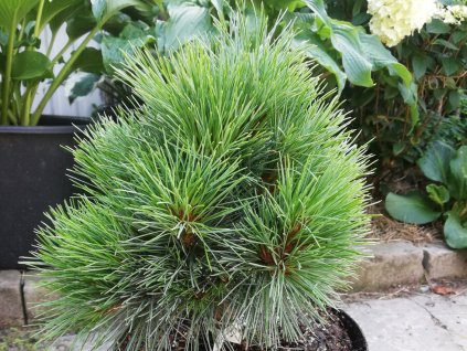 Borovica rumelská 'Bergfeuer'
