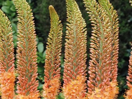 Fakľa 'Cleopatra'