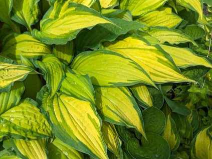 Hosta 'Lipstick Kiss'