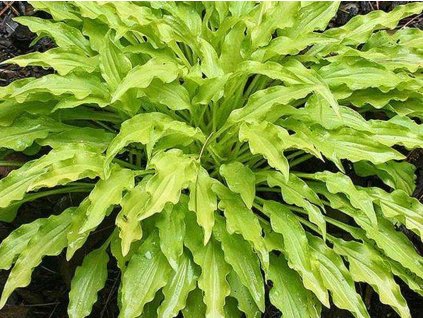 Hosta 'Wiggles and Squiggles'