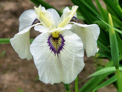 iris cats eye 1