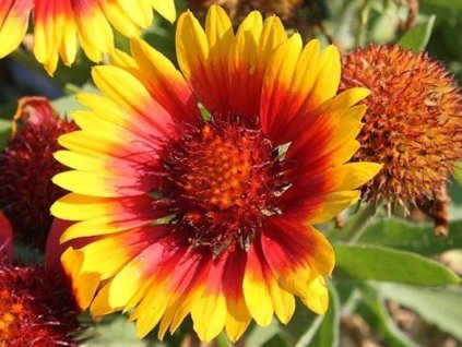 Kokarda osinatá 'Arizona Sun'