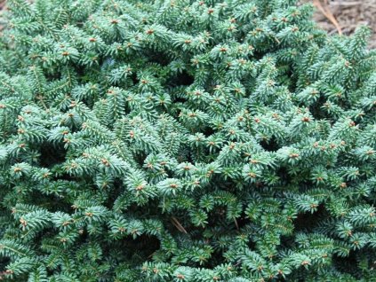 Jedľa kórejská 'Kiwi'