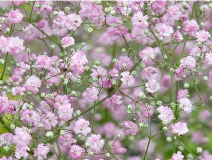 Gypsomilka metlinatá 'Pink Festival'