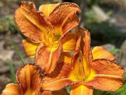 Ľaliovka EveryDaylily 'Orange'®