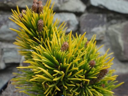 Borovica horská 'Gold Coin Weisd'