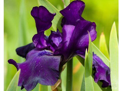 Kosatec nemecký 'Black Dragon'