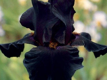 iris germanica black night