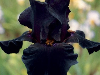 Kosatec nemecký 'Black Night'