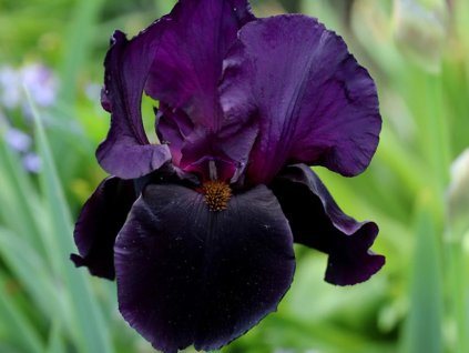 Kosatec nemecký 'Black Swan'
