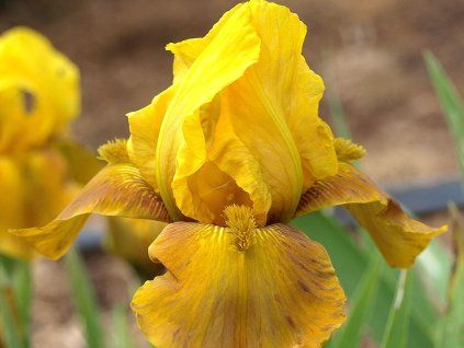 iris germanica Bronzaire