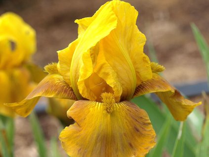 Kosatec nemecký 'Bronzaire'