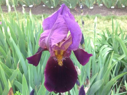 Kosatec nemecký 'Cameroun'