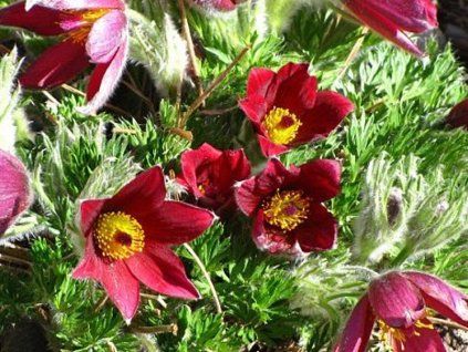 rote glocke