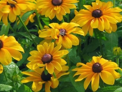 Echinacea (rudbekia) srstnatá 'Tiger Eye Gold'