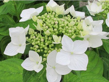 hydrangea macrophylla lanarth white