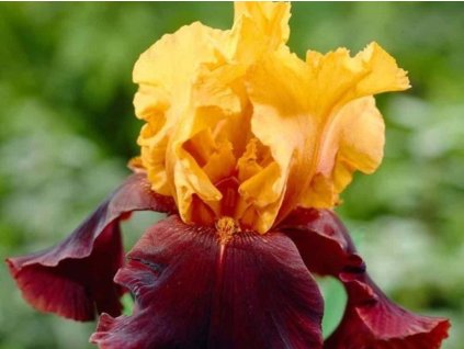 Kosatec nemecký 'Grand Chief'