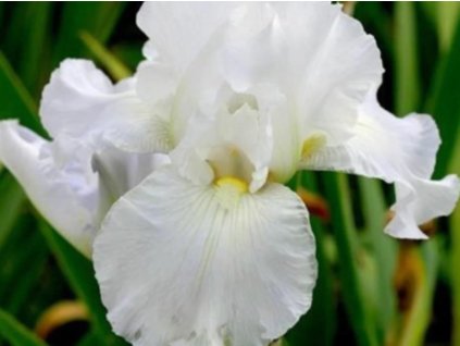 Kosatec nemecký 'Immortality'