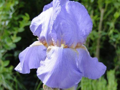 iris germanica lovely again 1
