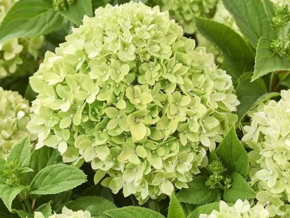 Hortenzia metlinatá  LIVING LITTLE APPLE