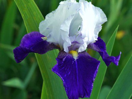 iris germanica night edition