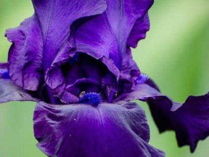 Iris germanica 'Night Owl'