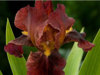 iris germanica Ruby mine