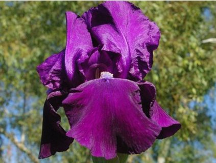 Kosatec nemecký 'Sign Of Leo'