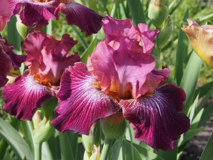 Kosatec nemecký 'Vibrations'