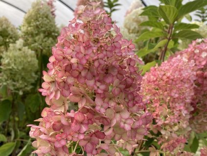 Hortenzia metlinatáLiving 'Little Rosy'® 'LCN016' PBR