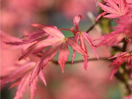 Javor dlaňovitolistý 'Wilson's Pink Dwarf'