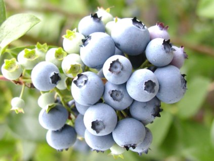 Kanadská čučoriedka 'Clarksville'