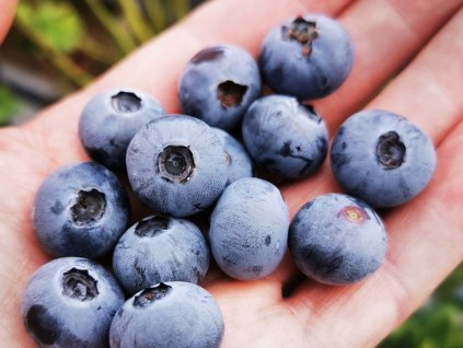 Kanadská čučoriedka  'Fayetteville'